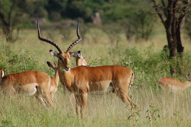 wpid-Impala_in_Serengeti_Tanzania-2011-07-4-00-26.jpg